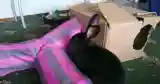 black bunny playing cardboard box tube