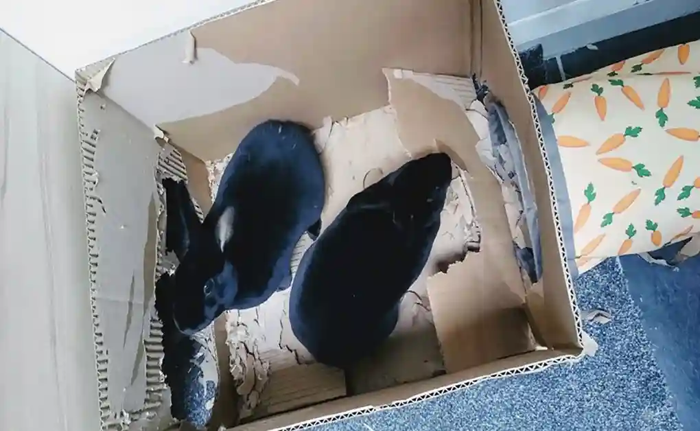 bunnies playing chewing box tunnel hideaway