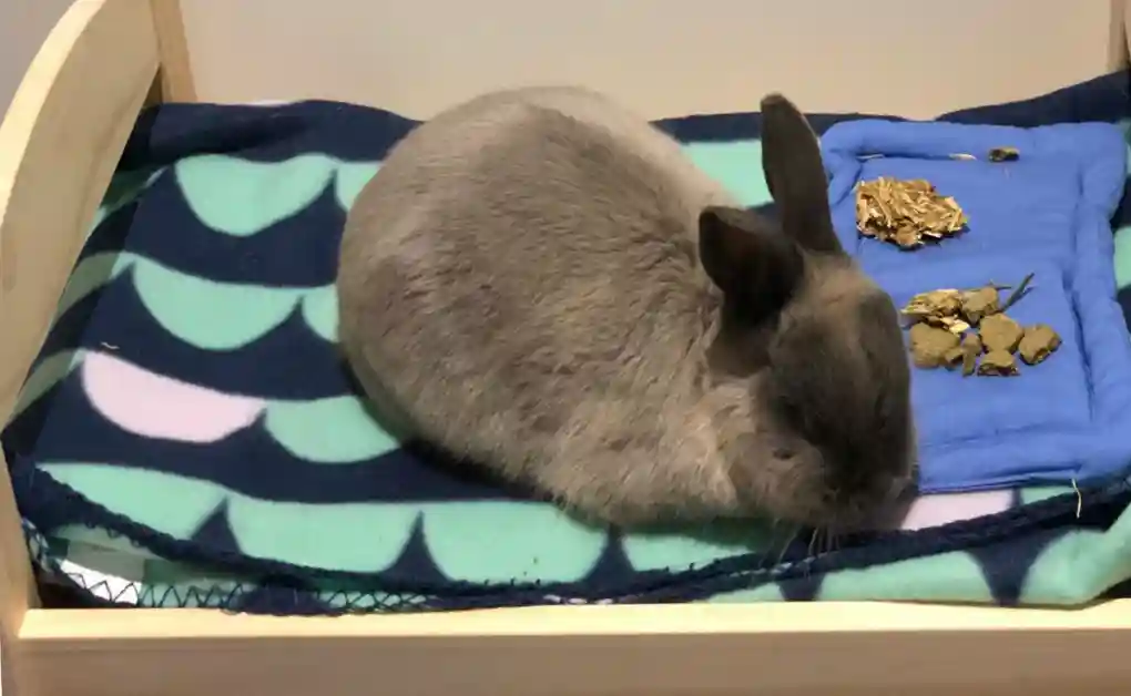 bunny bed seal point dwarf