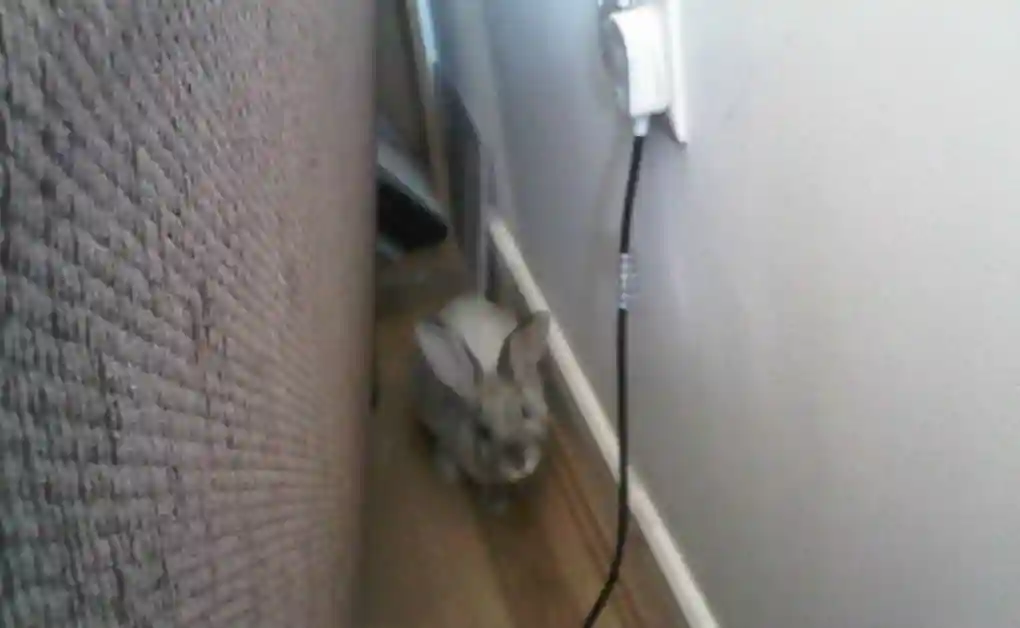 bunny behind couch wire