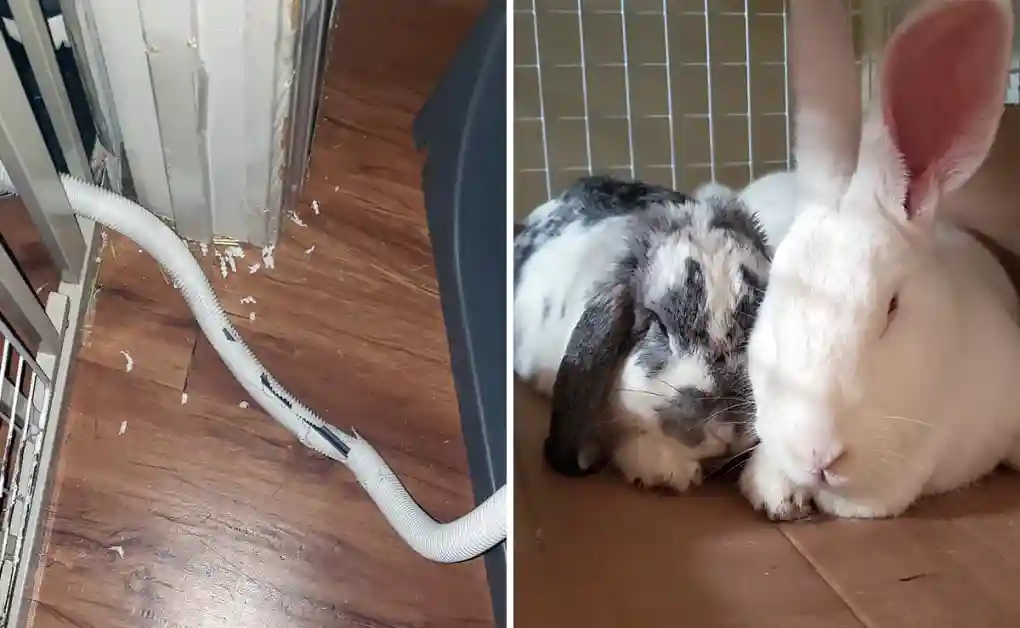 bunny chewed split length tubing