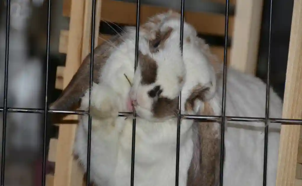 bunny chewing cage