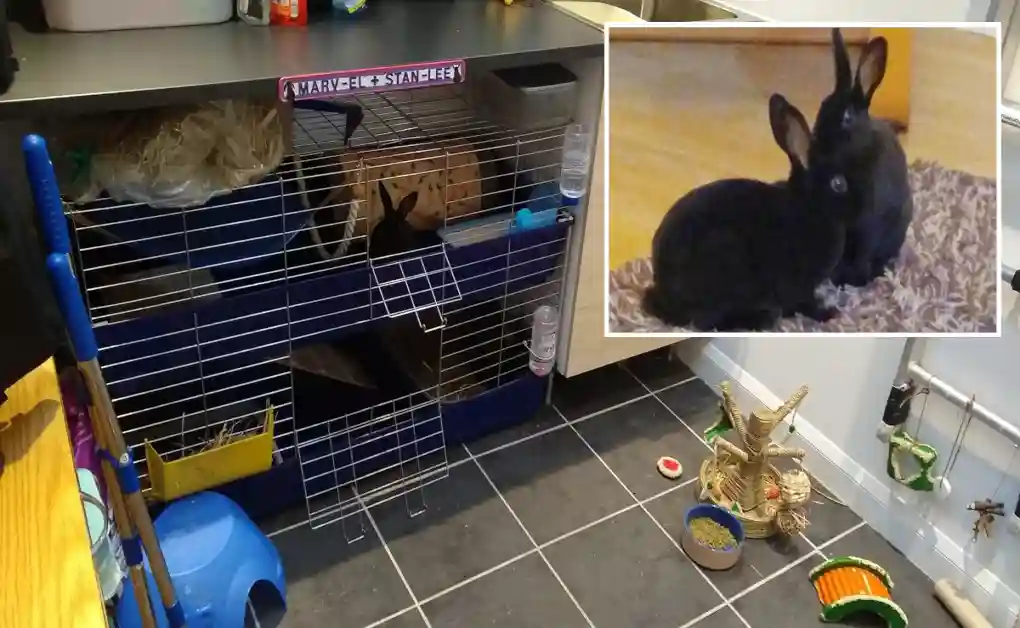 bunny proof enclosure laundry room
