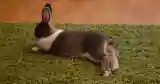 bunny sitting green rug