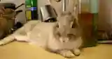bunny sitting kitchen
