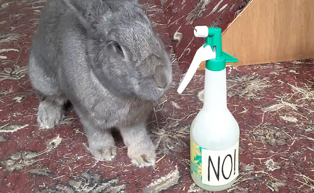 bunny water mister discipline
