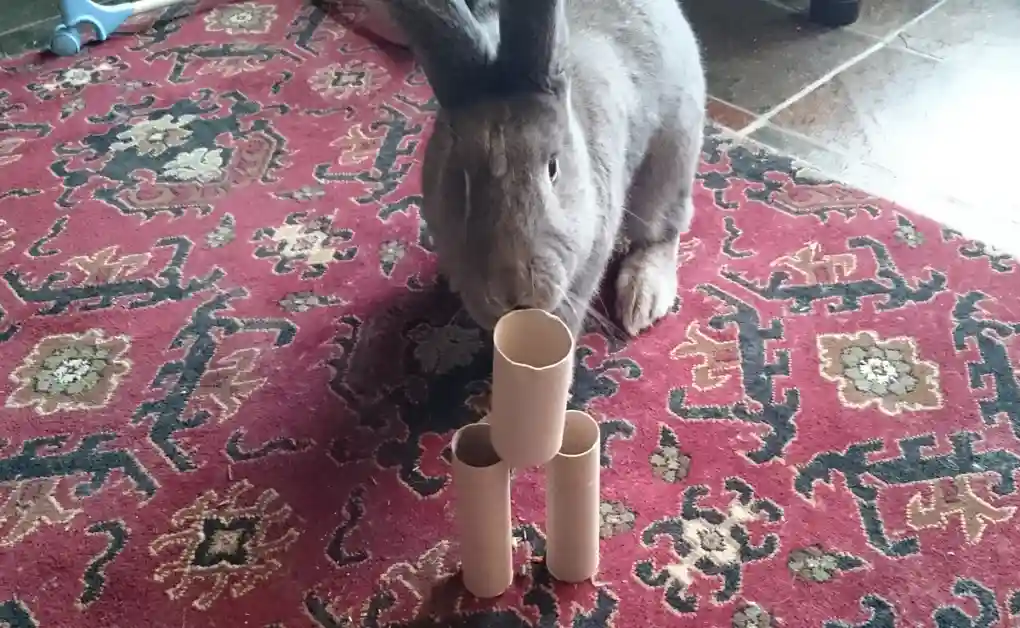 rabbit playing toy toilet roll skittles