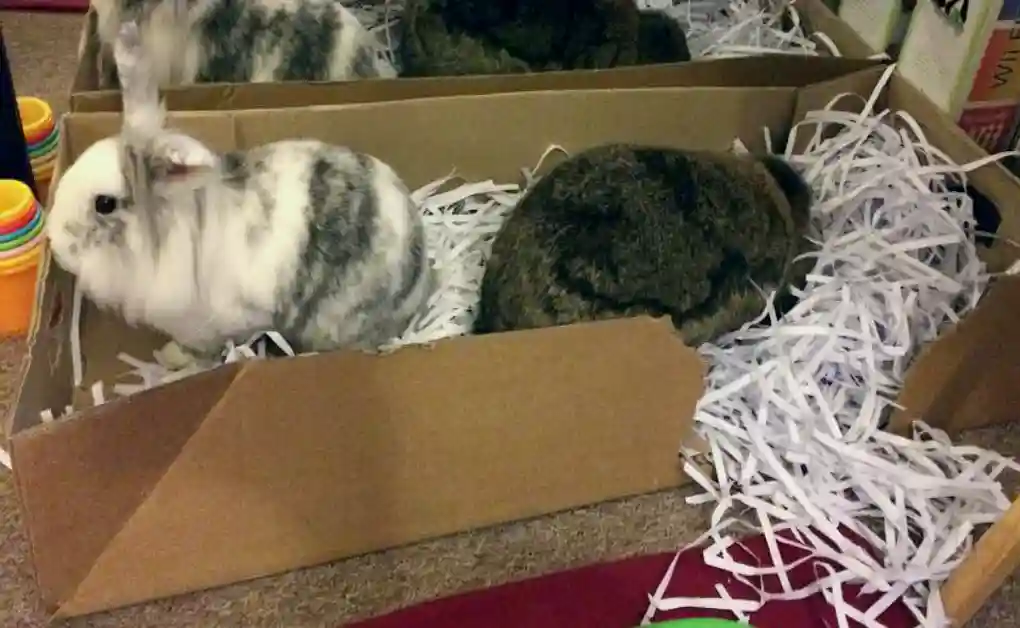 two bunnies in digging box