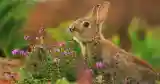 wild rabbit eating flowers