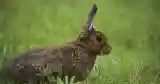 wild rabbits eating