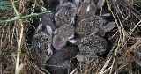 baby bunnies nest