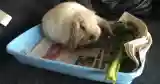 baby bunny litter tray