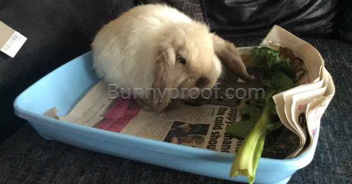baby bunny litter tray
