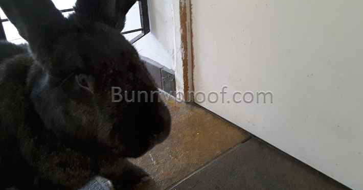 black bunny chewed door frame