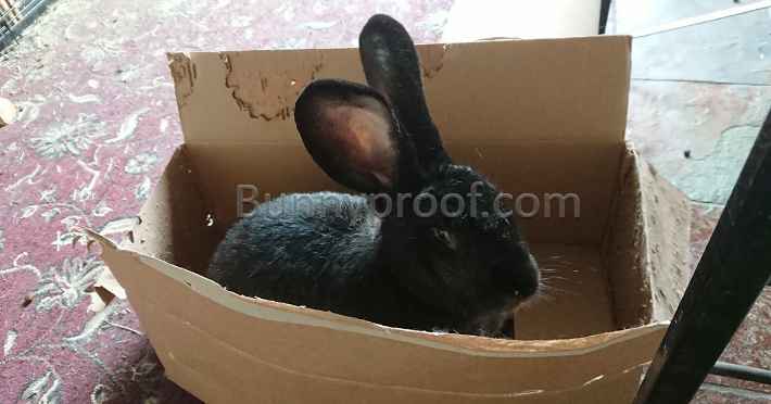 black bunny playing box