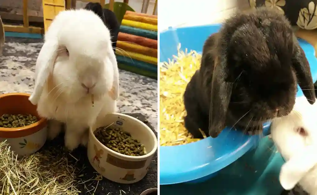 black white bunnies playing indoors