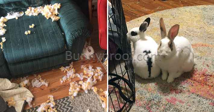 bunnies chew couch
