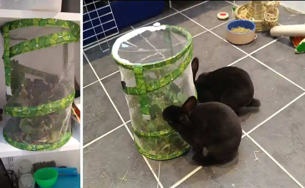 bunnies food storage
