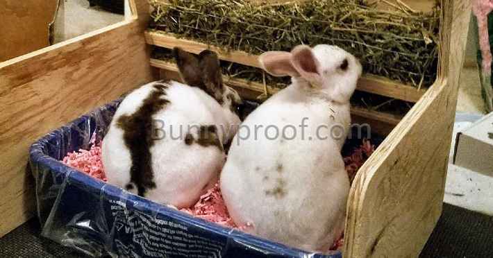 bunnies litter tray hay feeder