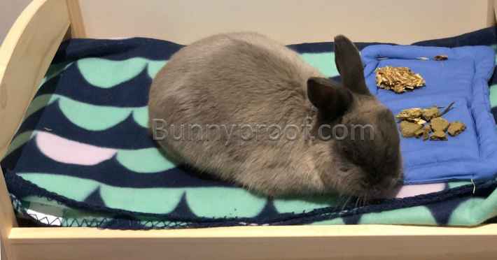 bunny bed seal point dwarf