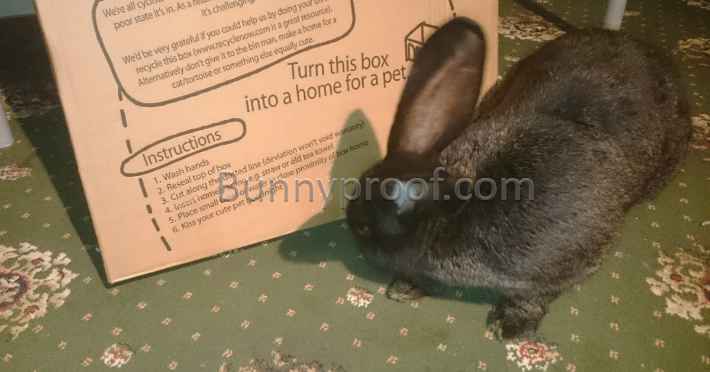 bunny cardboard box toy