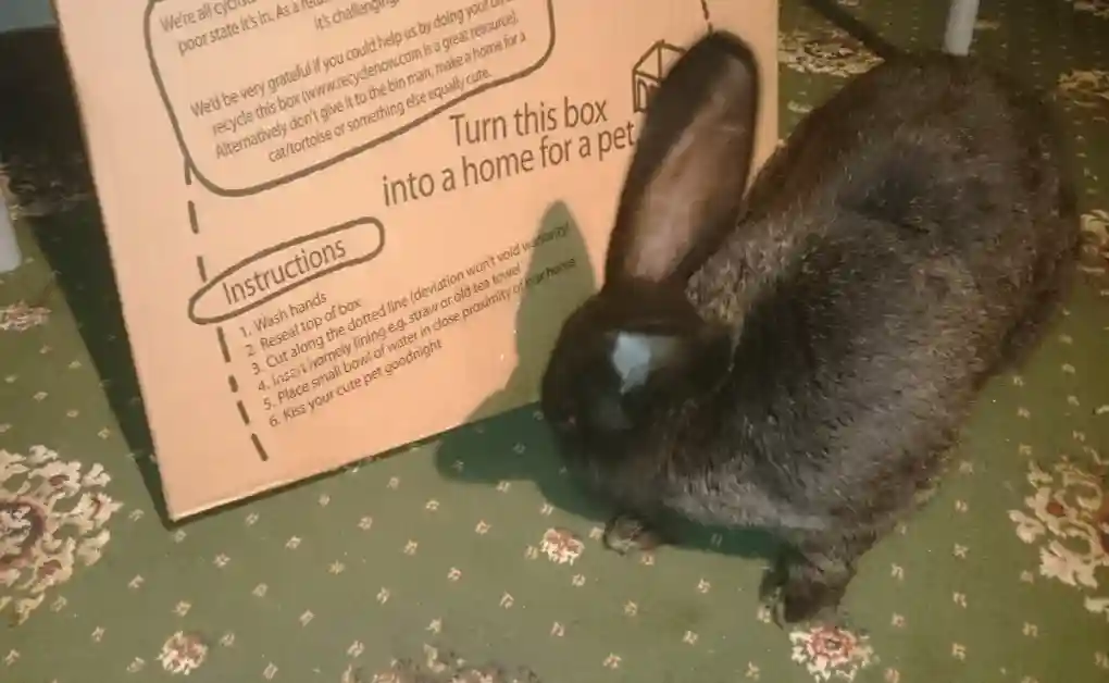 bunny cardboard box toy