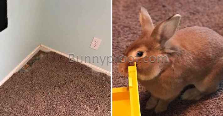 bunny chewed carpet corner caramel