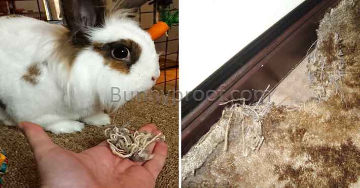 bunny chewed carpet shame
