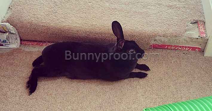 bunny chewed carpet step
