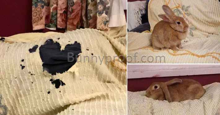 bunny chewed couch cover