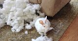 bunny chewed couch stuffing