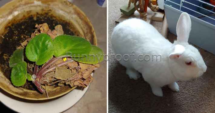 bunny chewed house plant