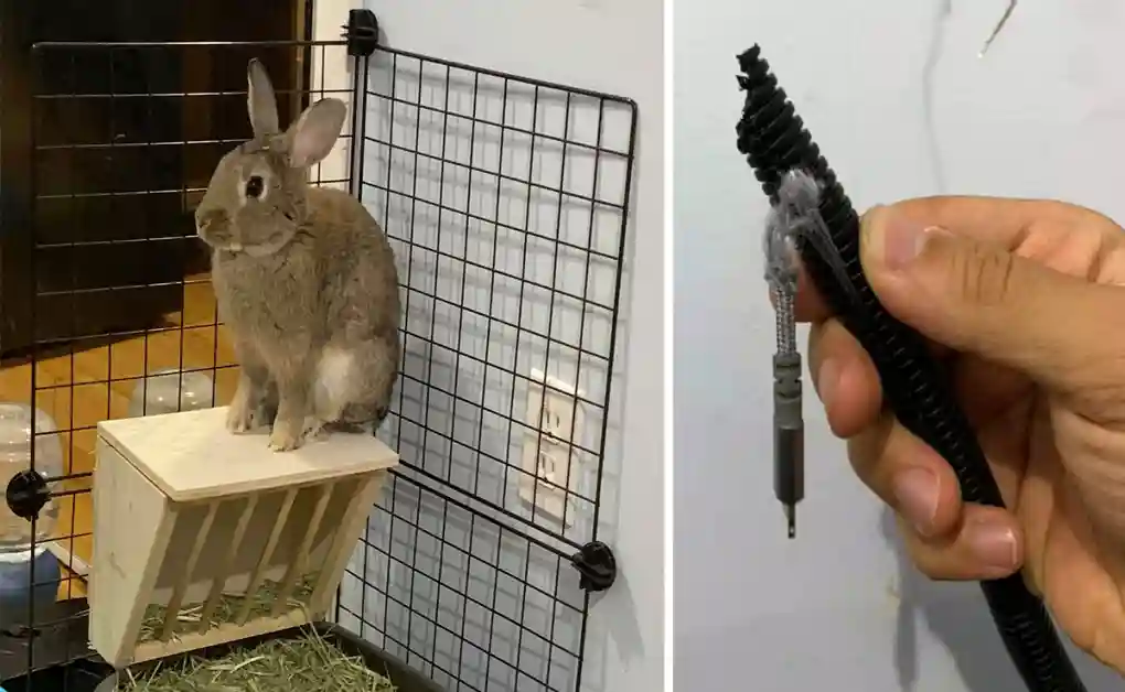 bunny chewed iphone charger