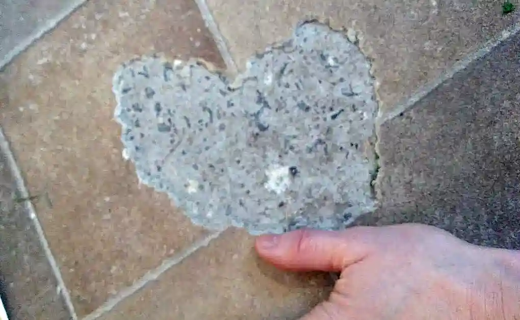 bunny chewed lino