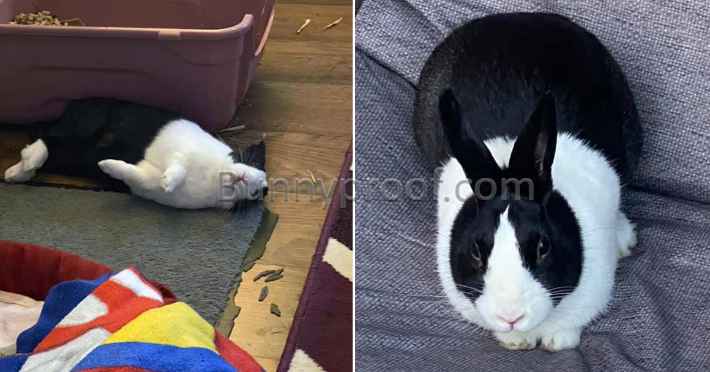 bunny chewed mat