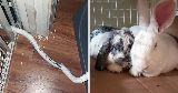 bunny chewed split length tubing