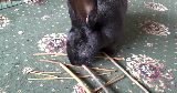 bunny chewing twigs