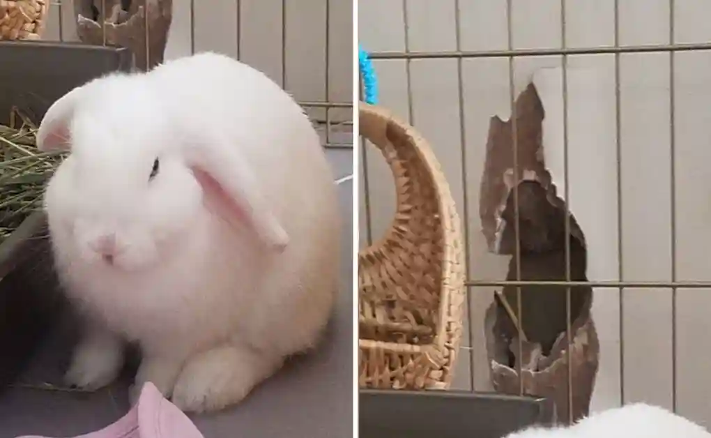 bunny chewing wall