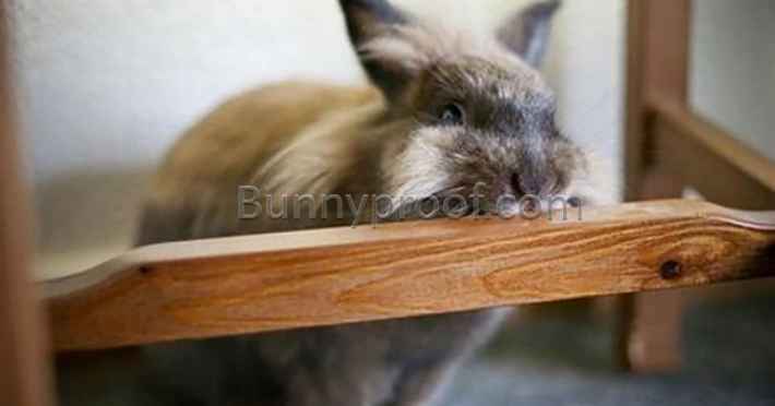 bunny chewing wooden furniture
