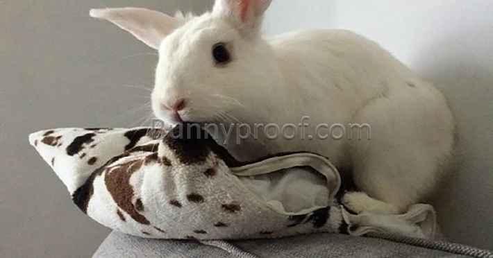 bunny couch cushion