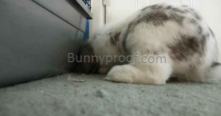 bunny digging carpet