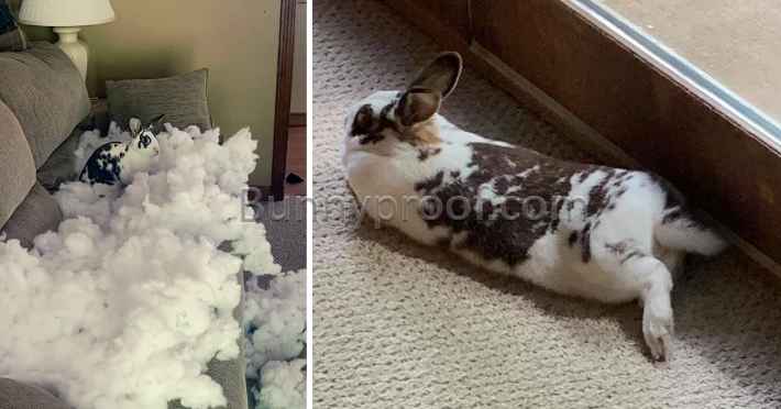 bunny digging couch again