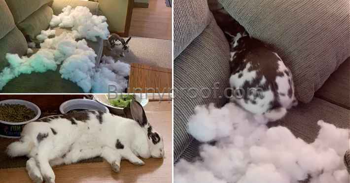 bunny digging couch