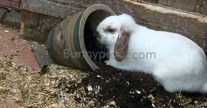 bunny digging plant pot