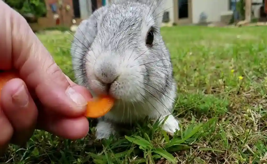 bunny eating carrot