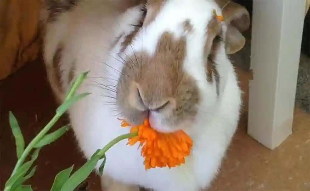 bunny eating flower