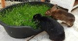 bunny eating grass tray
