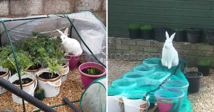 bunny eating plants