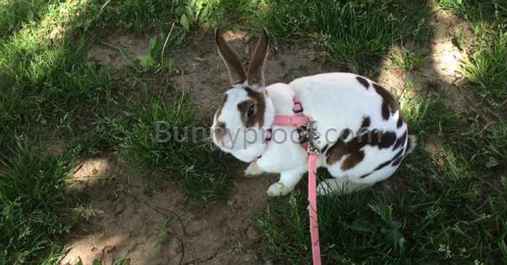 bunny harness outdoors