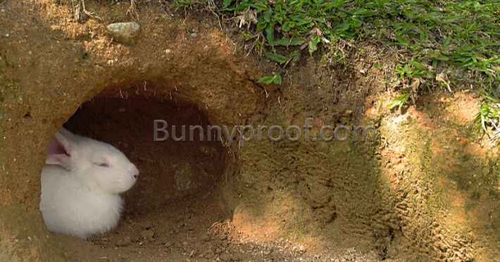 rabbit burrow supply